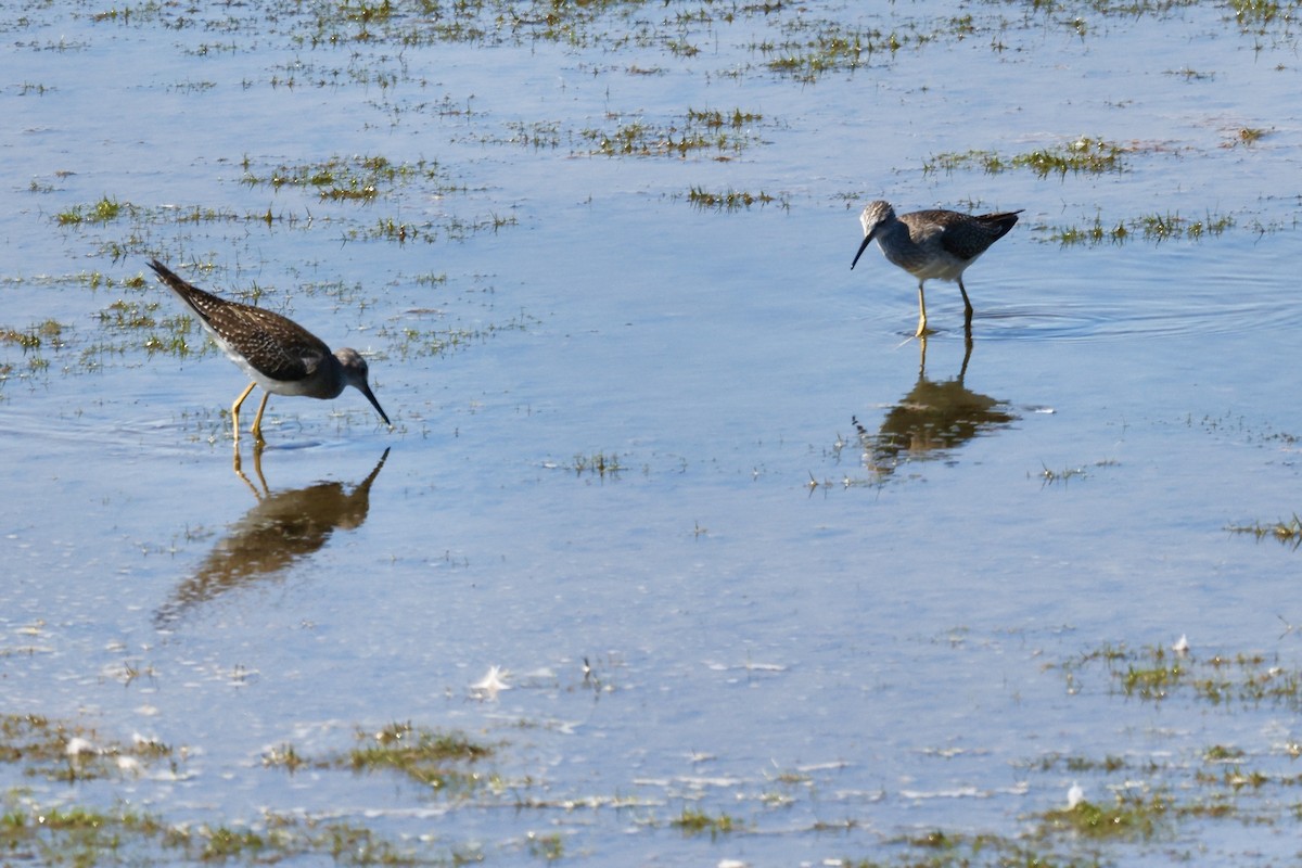 Greater Yellowlegs - ML609065872