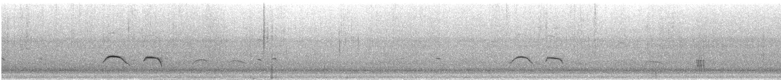 Одноцветная сутора - ML609066206