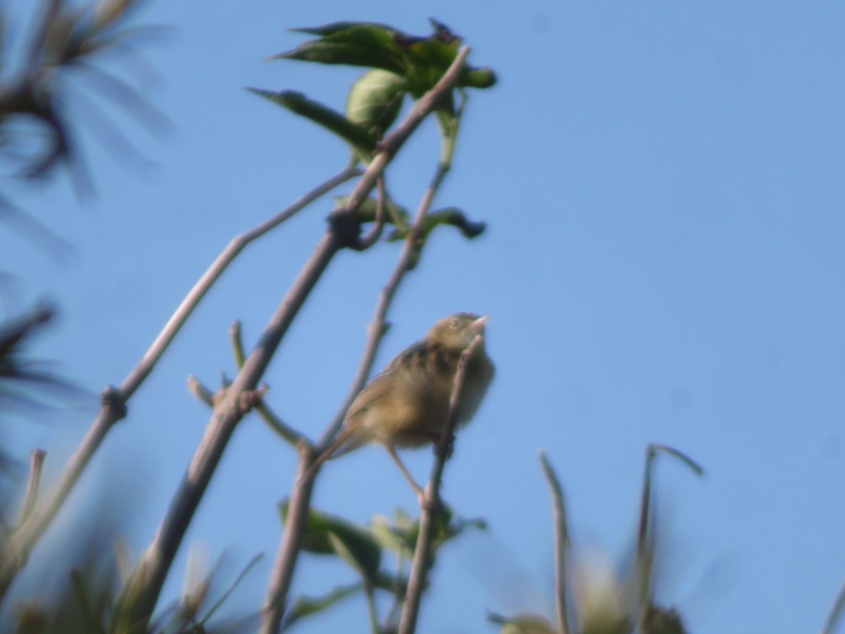 Zitting Cisticola - Uliana Divina