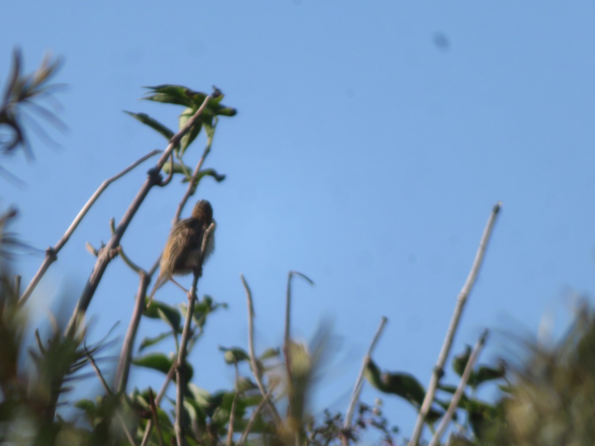 Zitting Cisticola - ML609067397