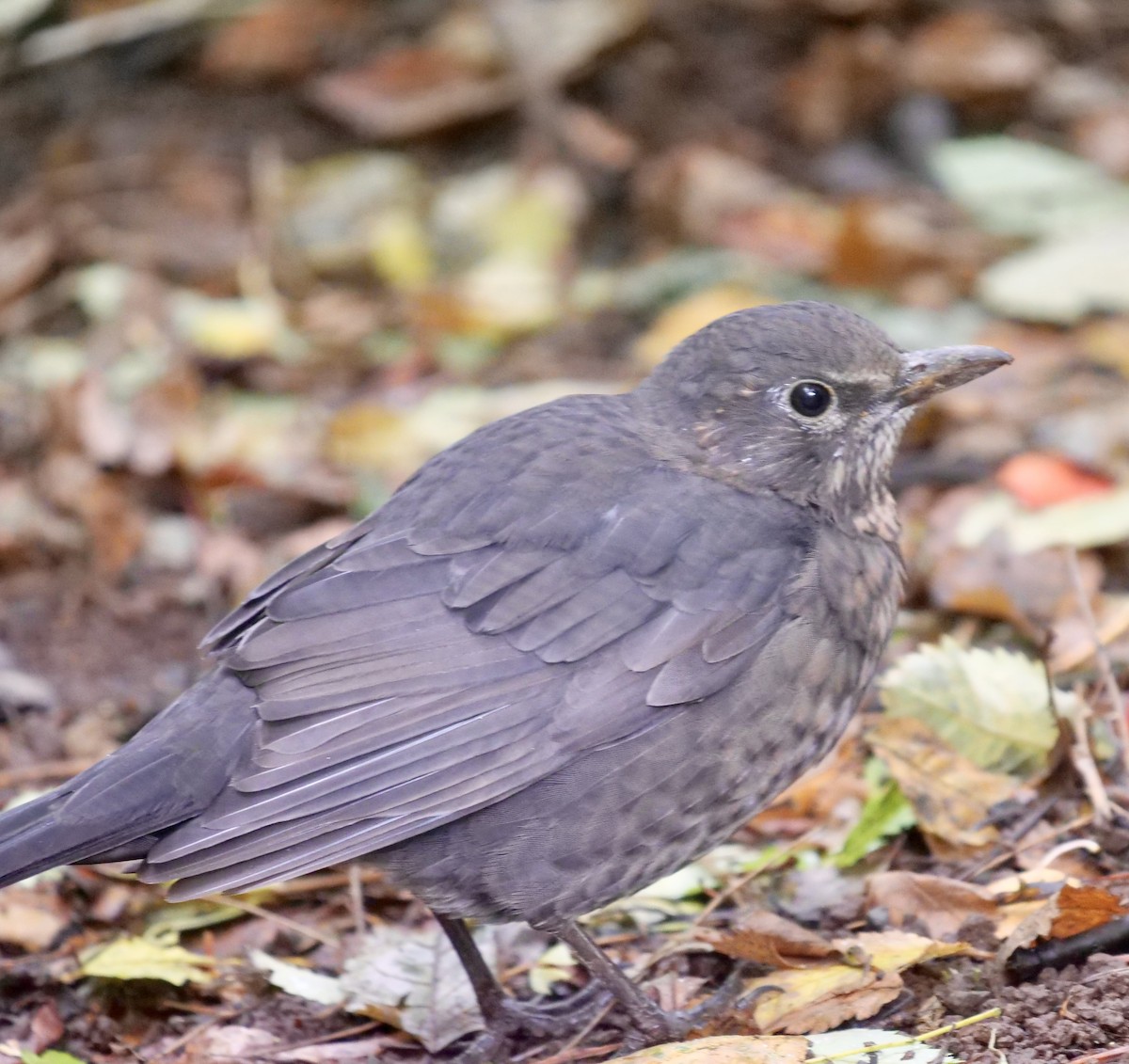 Eurasian Blackbird - ML609067458