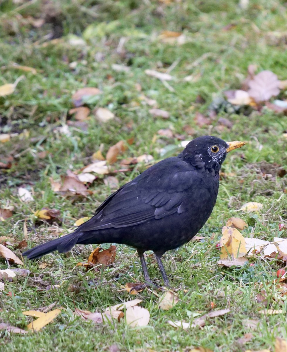 Eurasian Blackbird - ML609067460