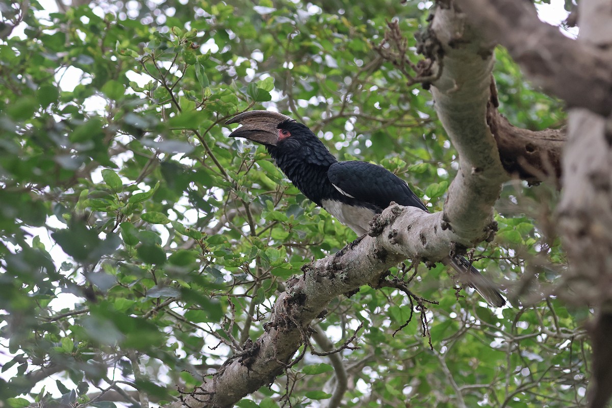 Trumpeter Hornbill - Charley Hesse TROPICAL BIRDING