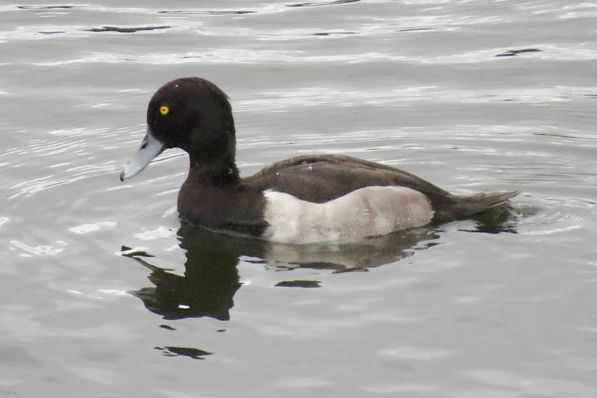 Tufted Duck - Gary Jarvis