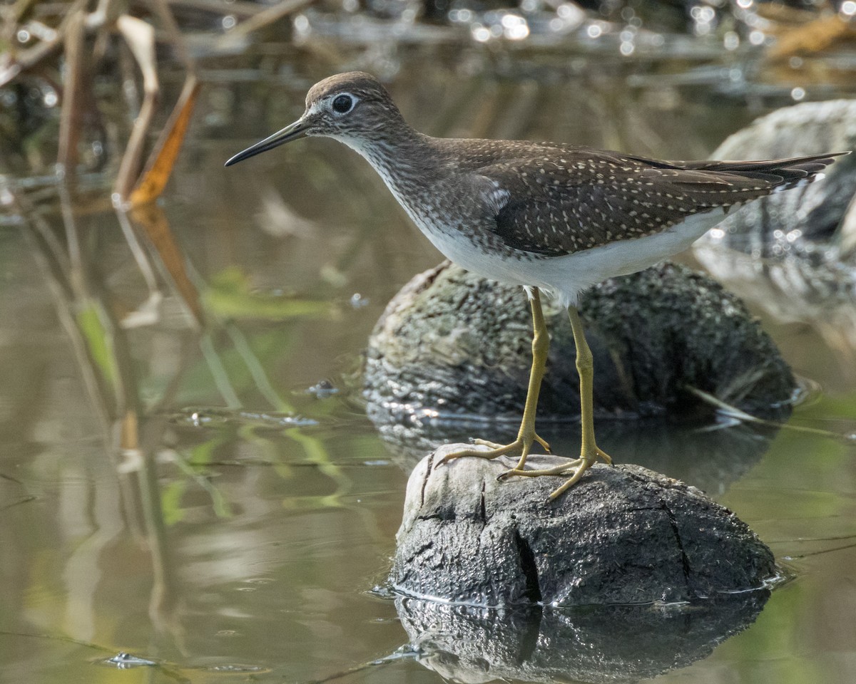 Solitary Sandpiper - ML609067933