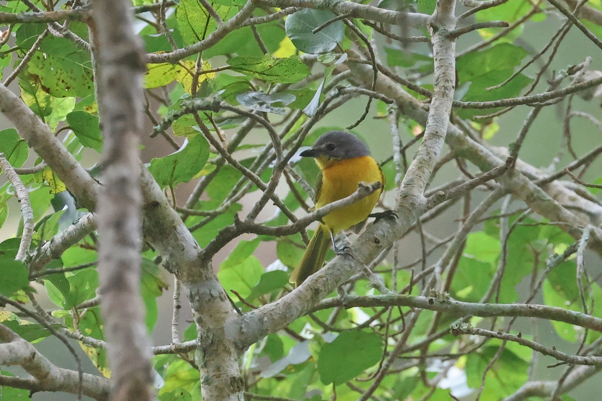 Sulphur-breasted Bushshrike - ML609068017