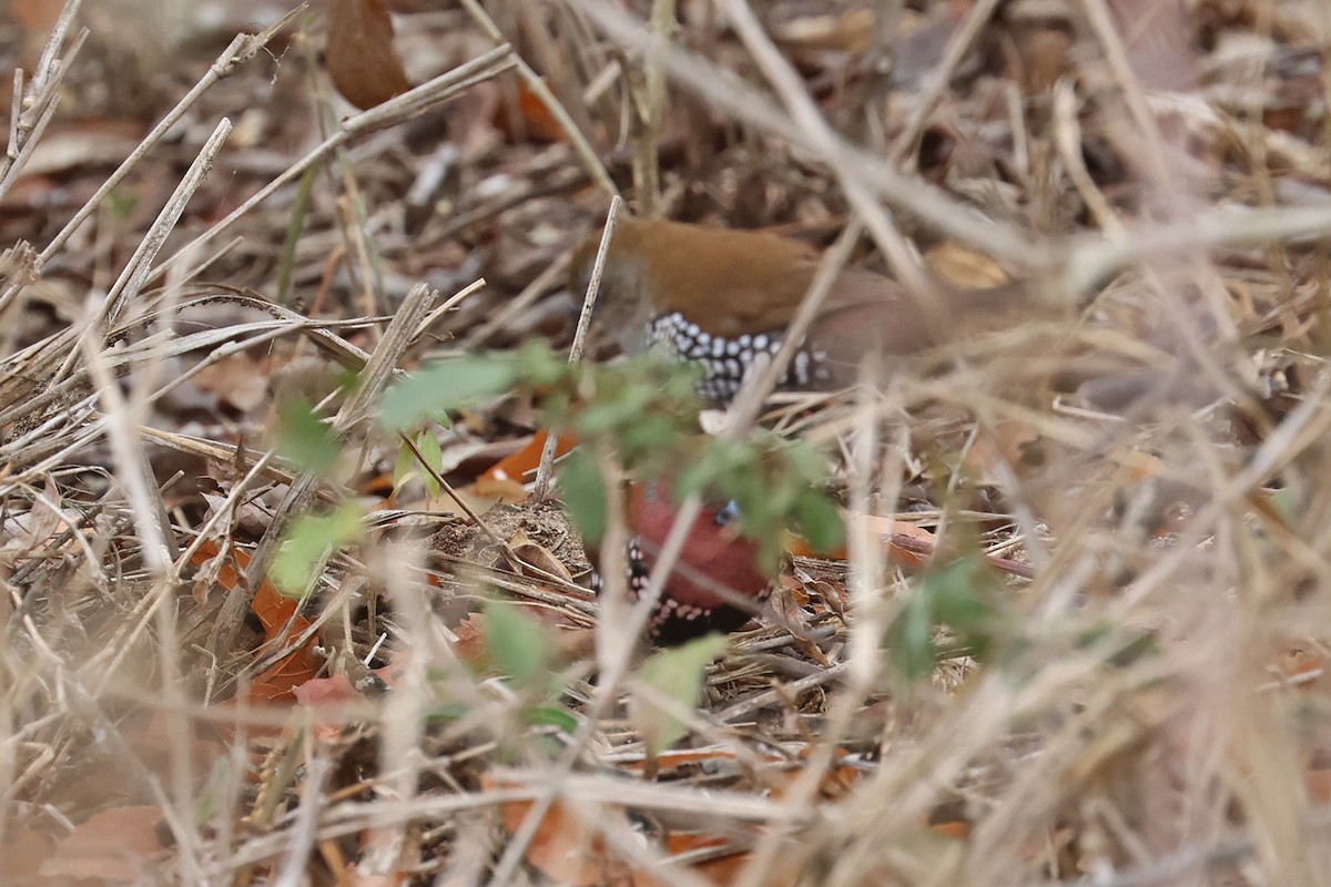 Pink-throated Twinspot - ML609068177