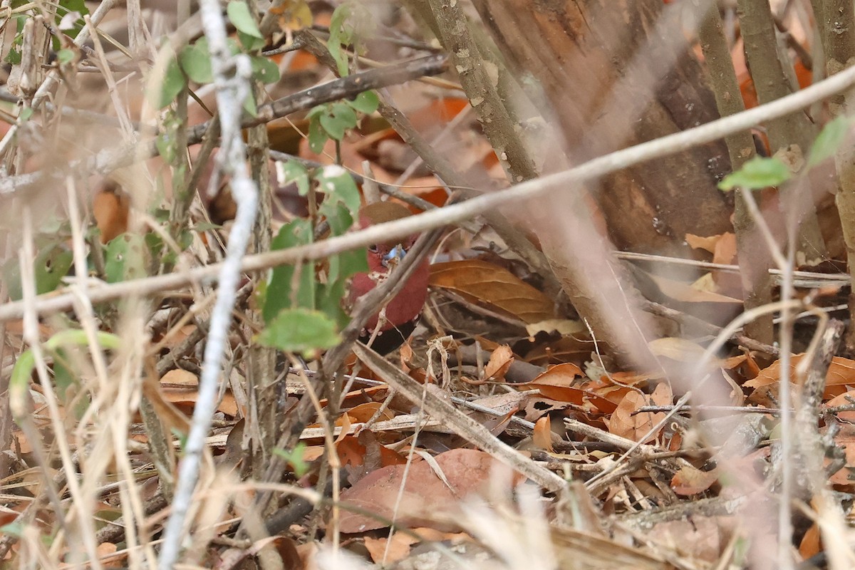 Pink-throated Twinspot - Charley Hesse TROPICAL BIRDING