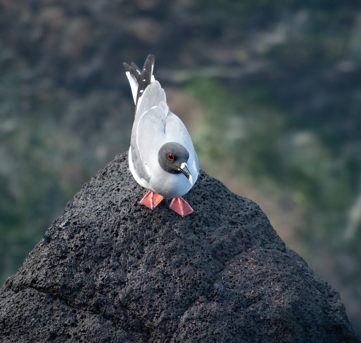 Swallow-tailed Gull - ML609068262