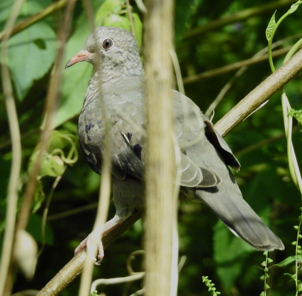 Common Ground Dove - ML609068409