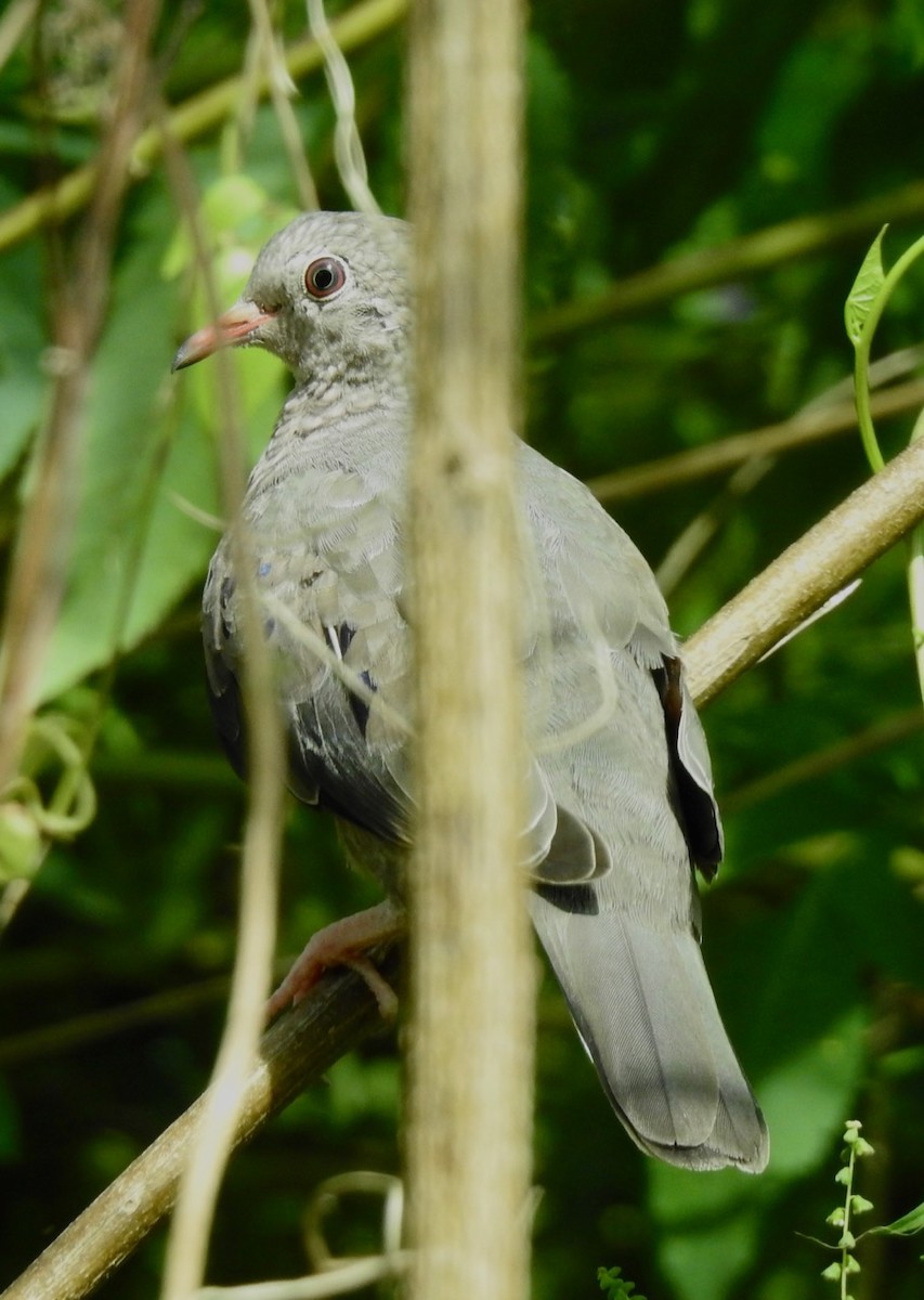 Common Ground Dove - ML609068410