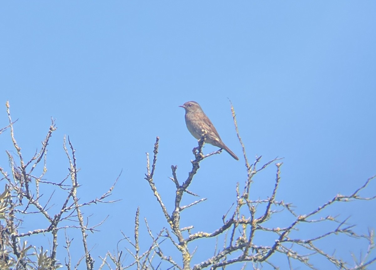 Dunnock - Uliana Divina