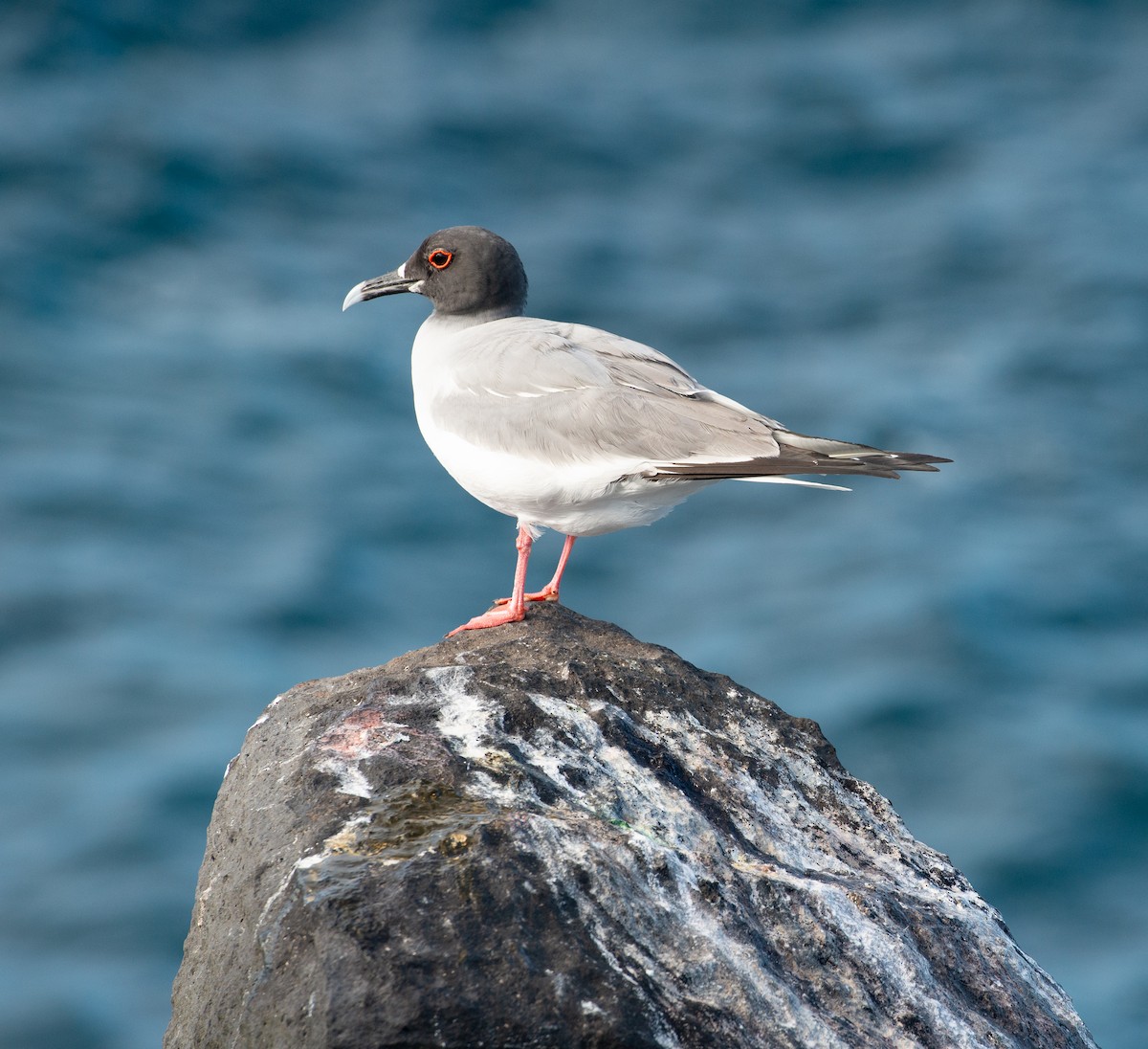 Swallow-tailed Gull - ML609068579