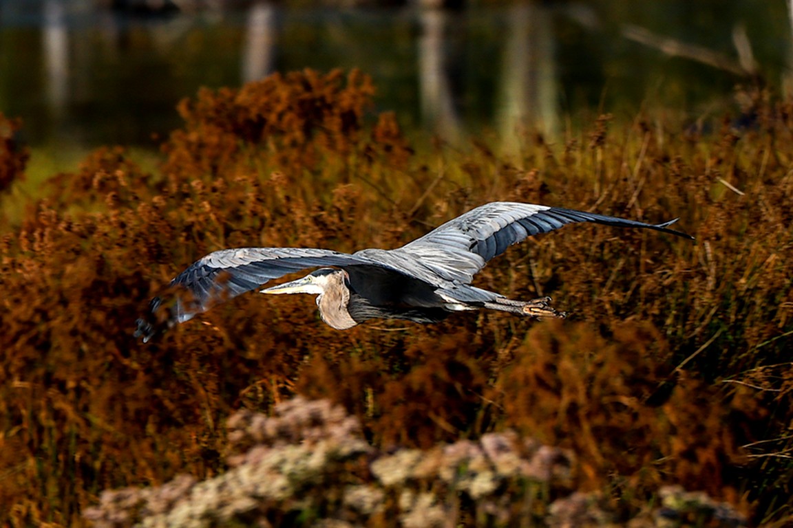 Great Blue Heron - Bill Combs Jr