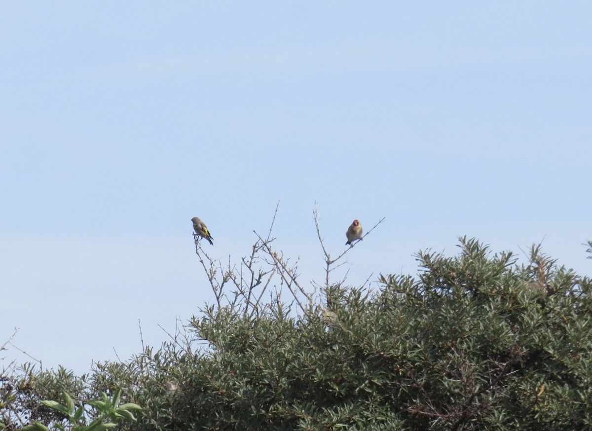 European Goldfinch - ML609068800