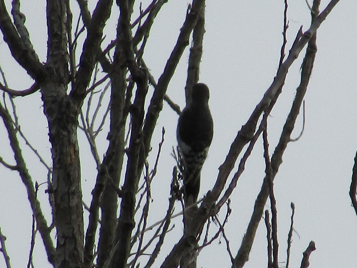 Red-headed Woodpecker - Felice  Lyons