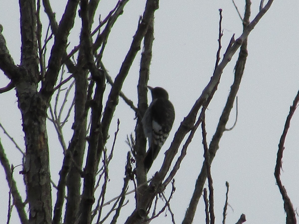 Red-headed Woodpecker - ML609068914