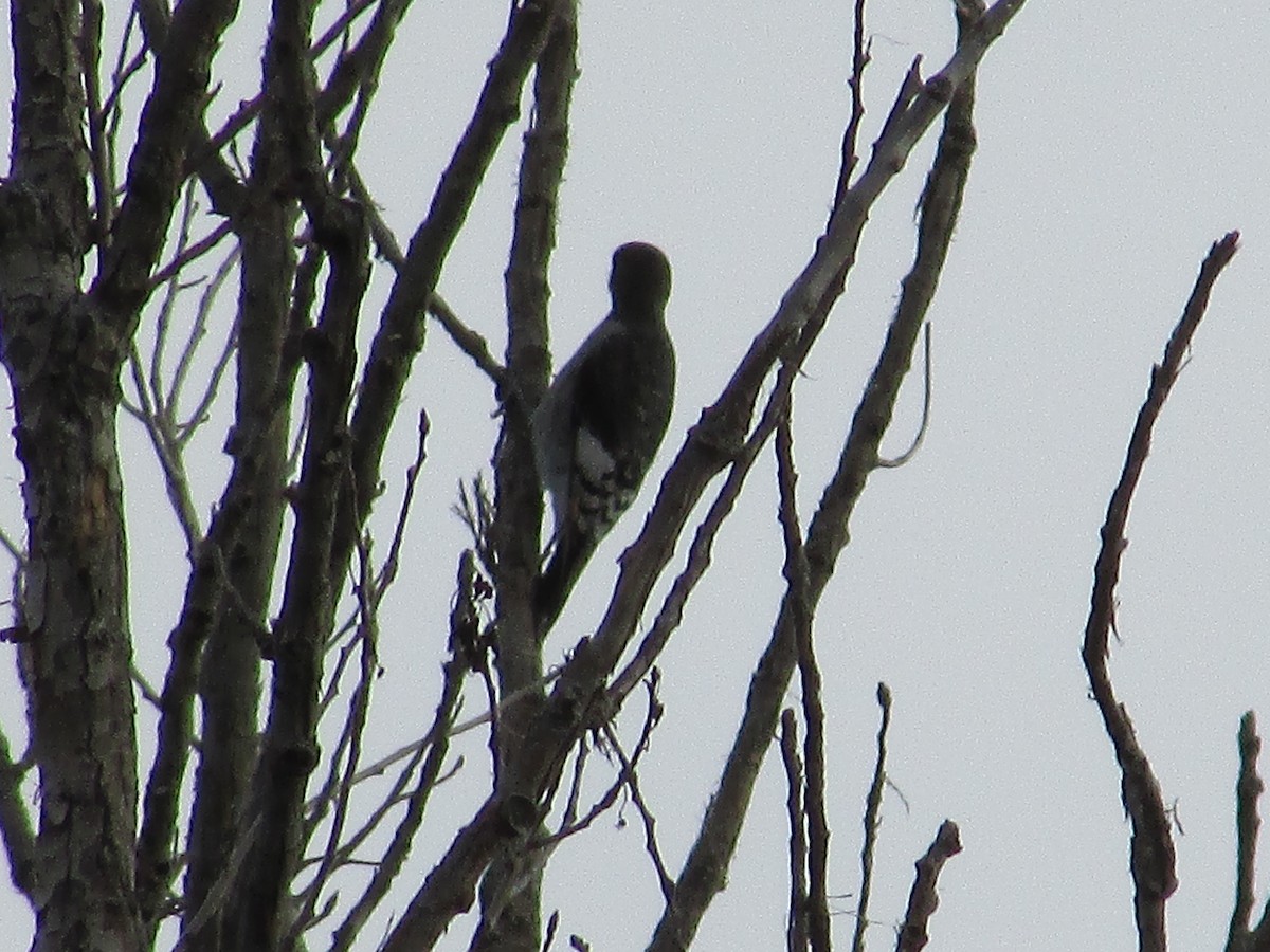 Red-headed Woodpecker - ML609068916