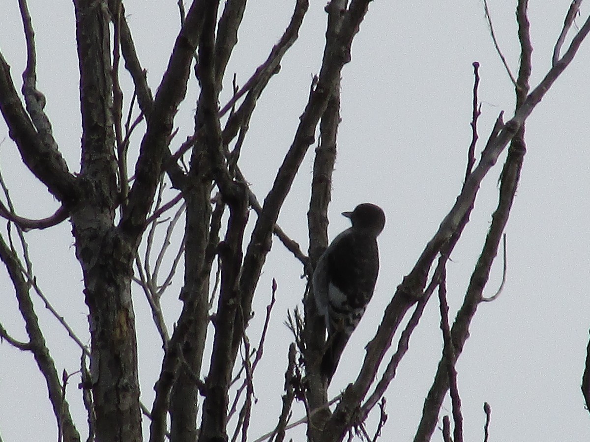 Red-headed Woodpecker - Felice  Lyons