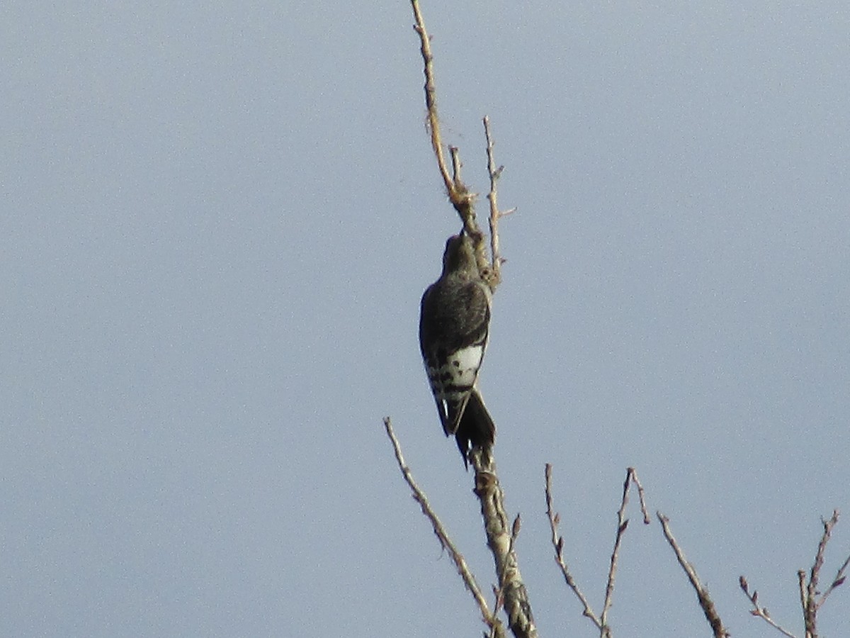 Red-headed Woodpecker - ML609069190