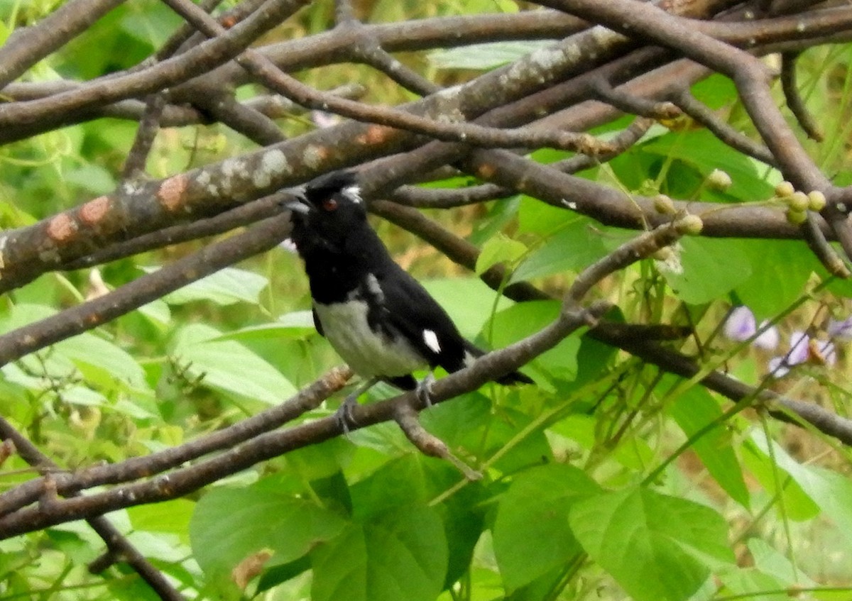 Black-and-white Tanager - ML60906931