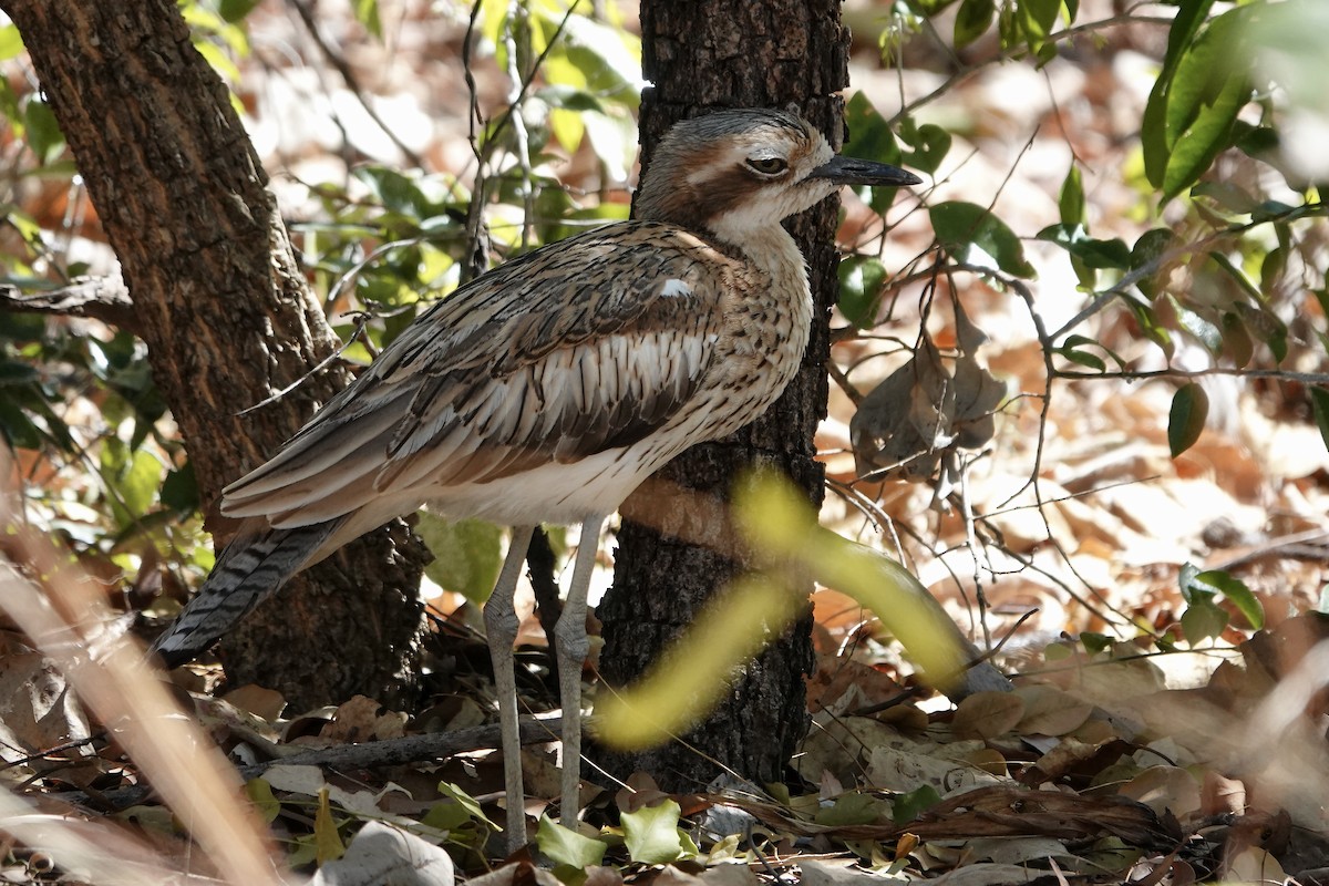 Bush Thick-knee - ML609069477