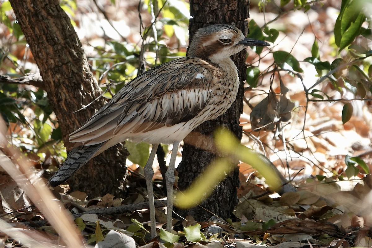 Bush Thick-knee - ML609069549