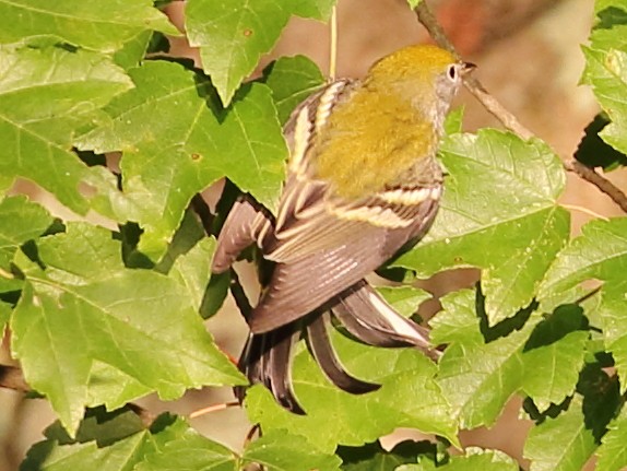 Chestnut-sided Warbler - Marie Hageman