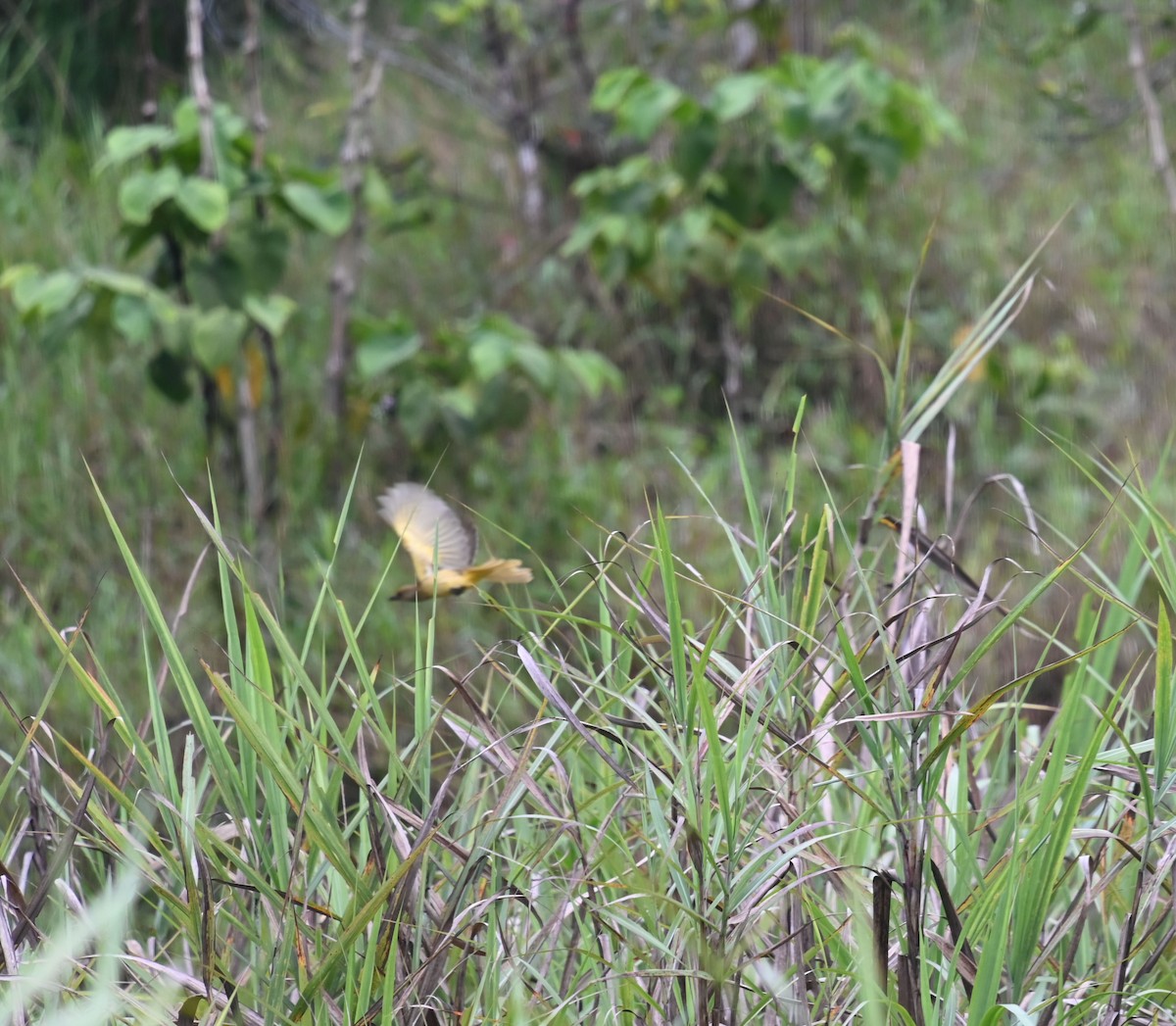 Yellow-breasted Bowerbird - ML609069671