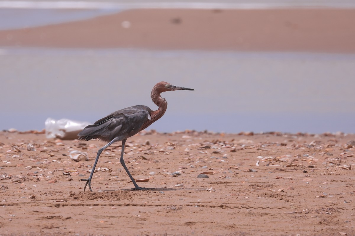 Reddish Egret - Thomas Galewski