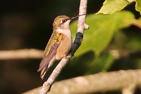 Ruby-throated Hummingbird - Marie Hageman