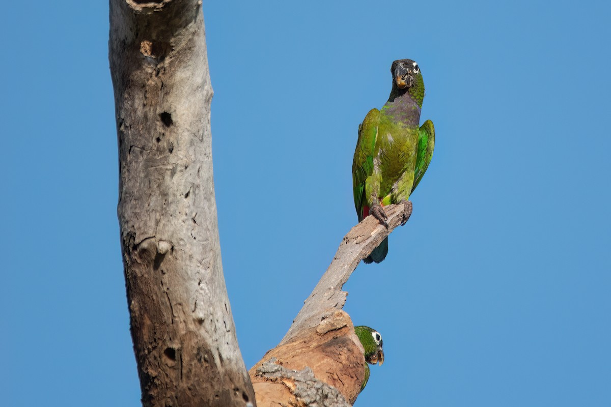 Scaly-headed Parrot - Marcos Eugênio Birding Guide