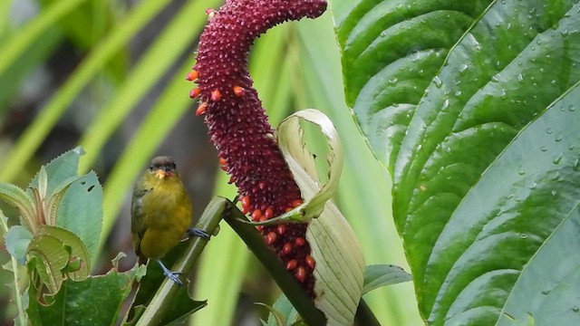 Olive-backed Euphonia - ML609071430