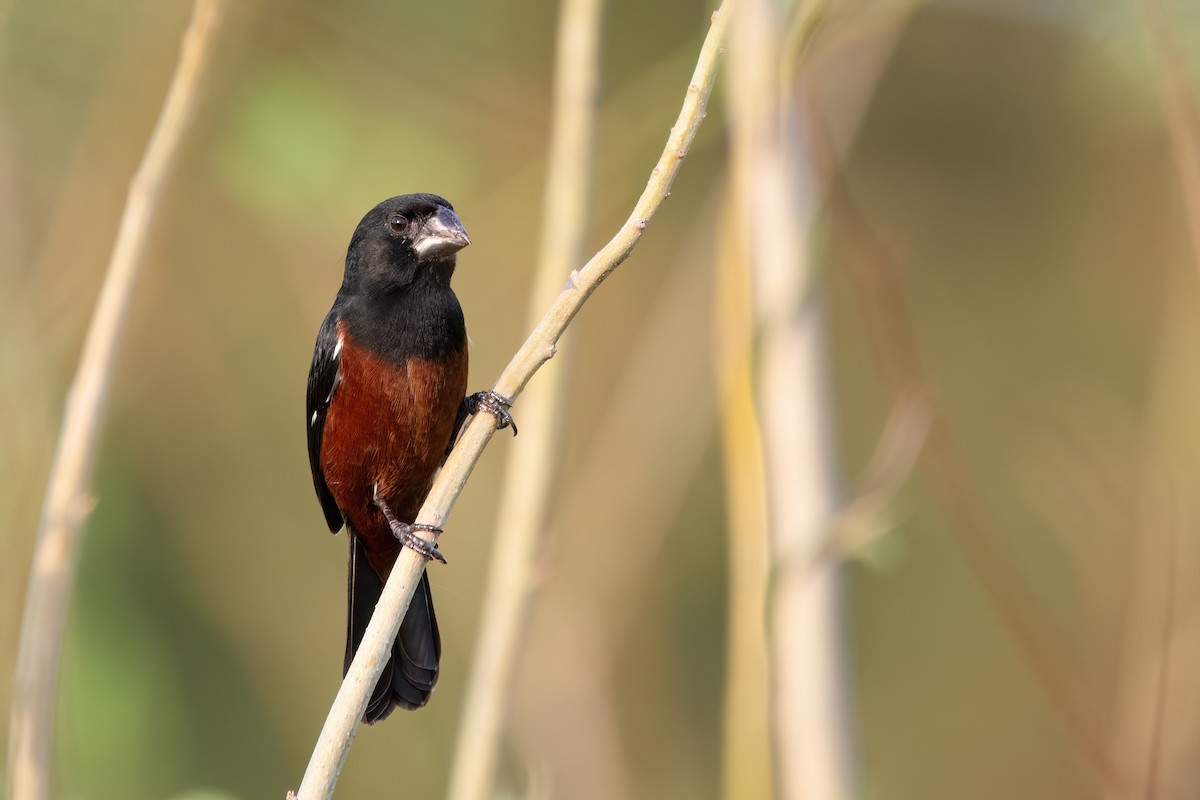 Chestnut-bellied Seed-Finch - Marcos Eugênio Birding Guide