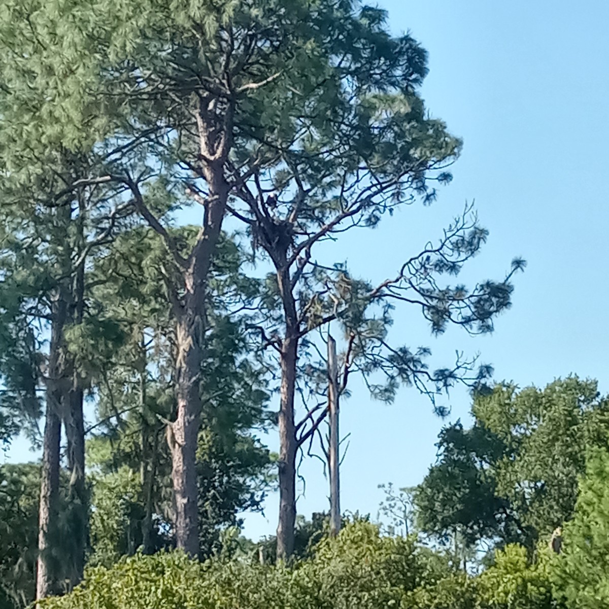 Bald Eagle - ML609071763