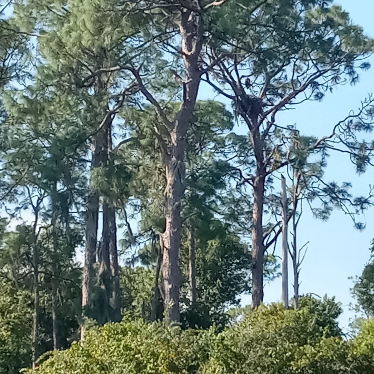 Bald Eagle - ML609071765