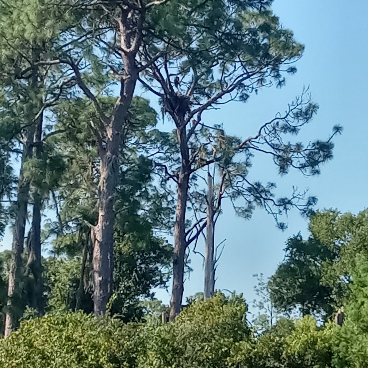 Bald Eagle - ML609071768