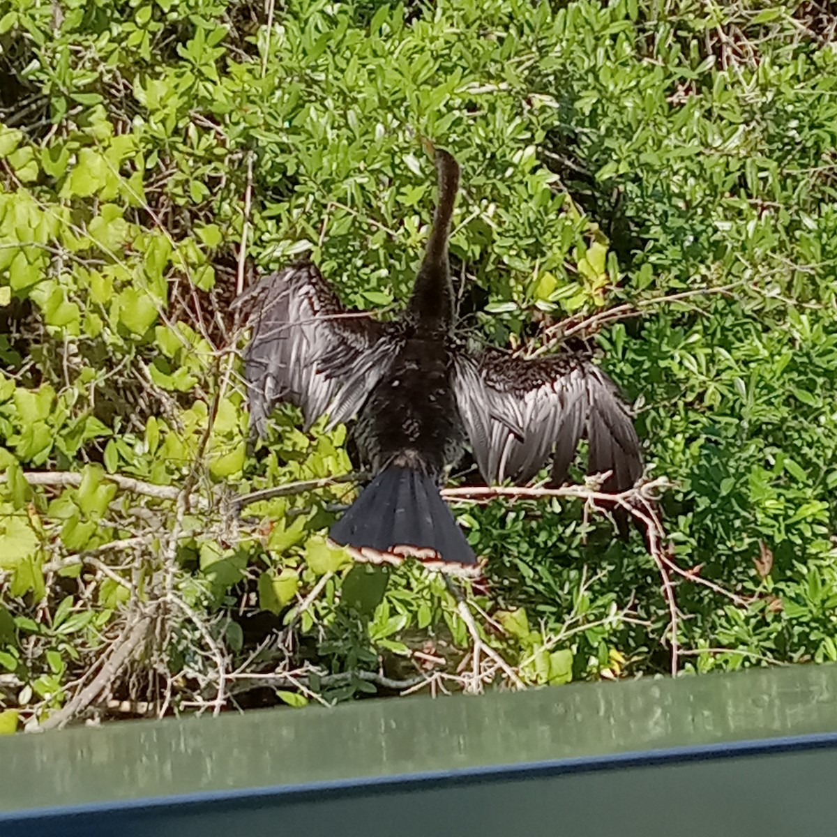 Amerika-Schlangenhalsvogel - ML609071783