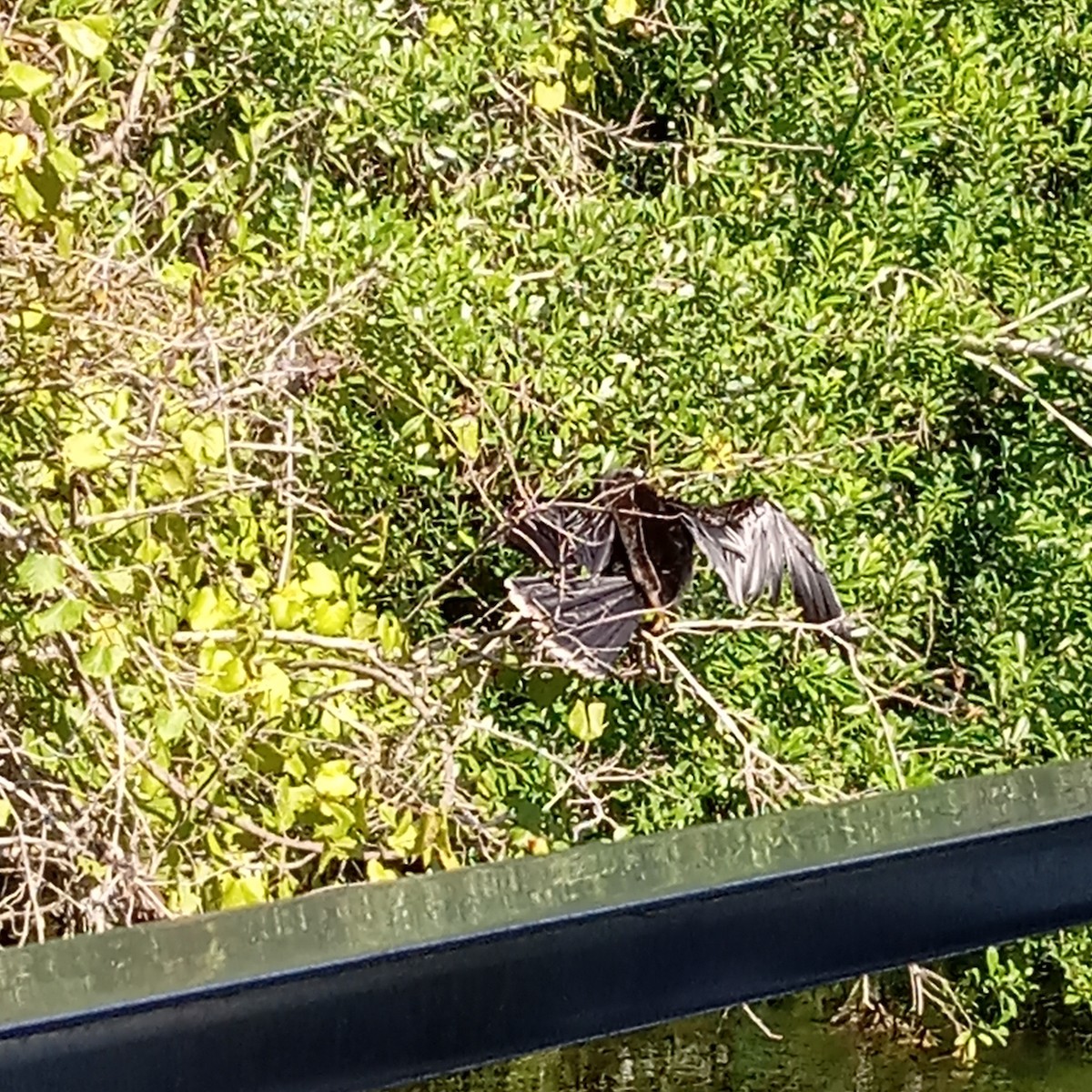 Anhinga d'Amérique - ML609071785