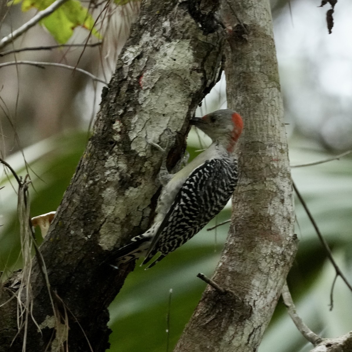 Red-bellied Woodpecker - Tami Reece