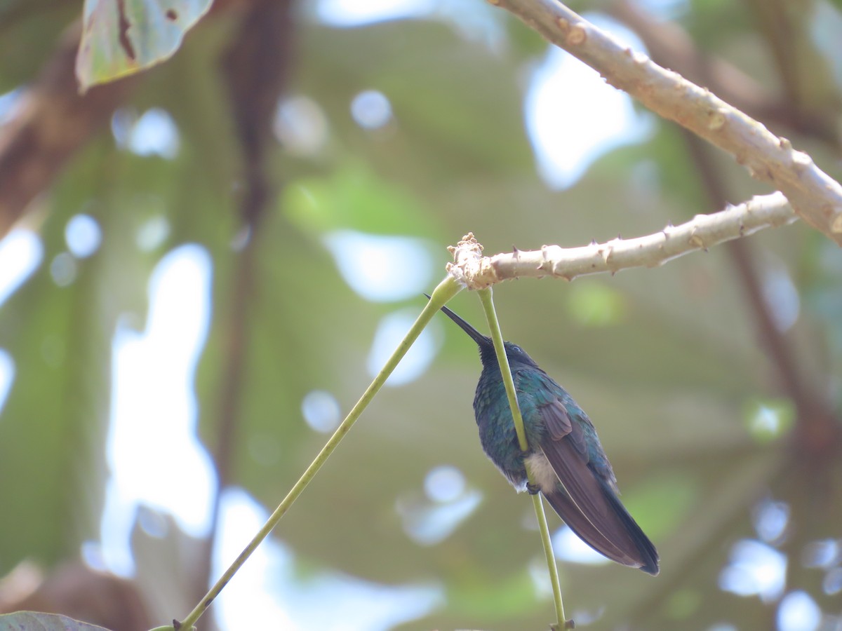 fiolørekolibri - ML609071900