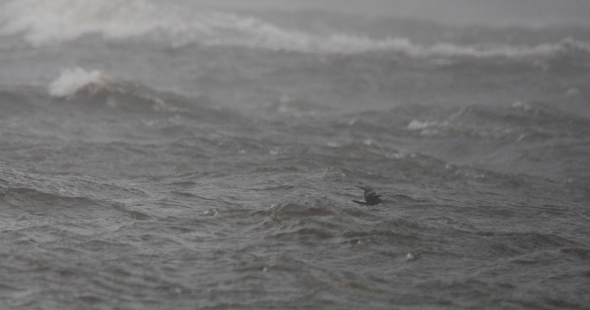 Leach's Storm-Petrel - ML609071901