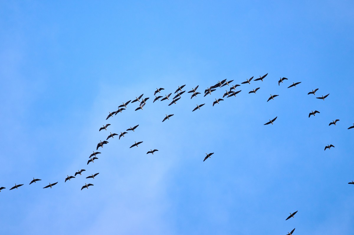 Greater White-fronted Goose - ML609071918