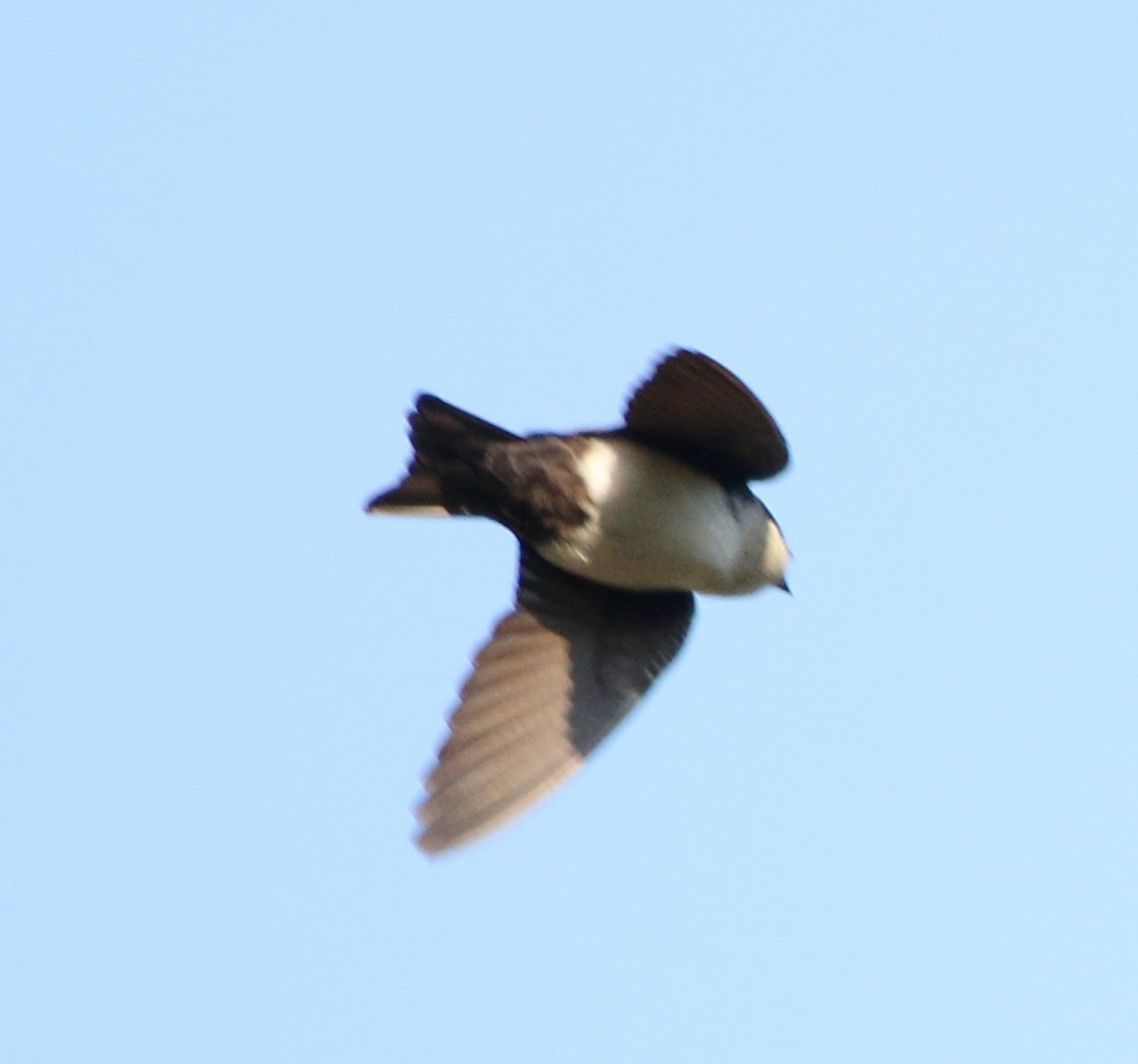 Blue-and-white Swallow - Feliciano Lumini