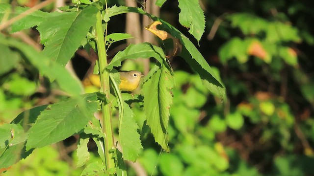 Nashville Warbler - ML609071971