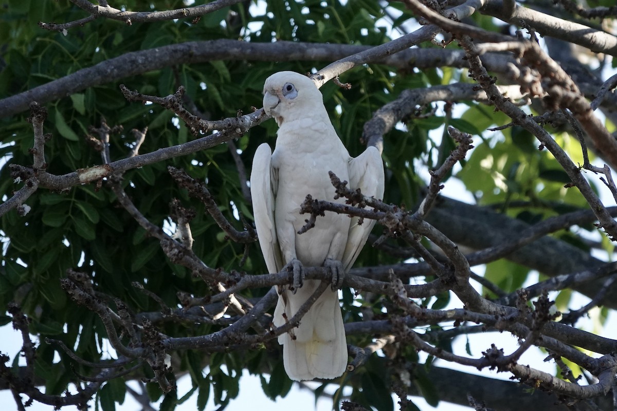 Little Corella - Simon Pearce