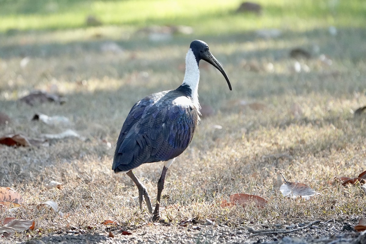 ibis slámokrký - ML609072218