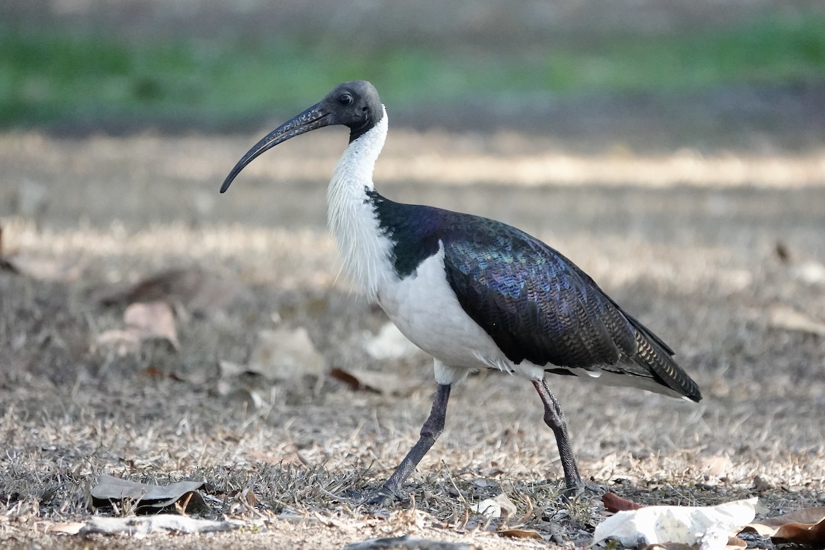 ibis slámokrký - ML609072225