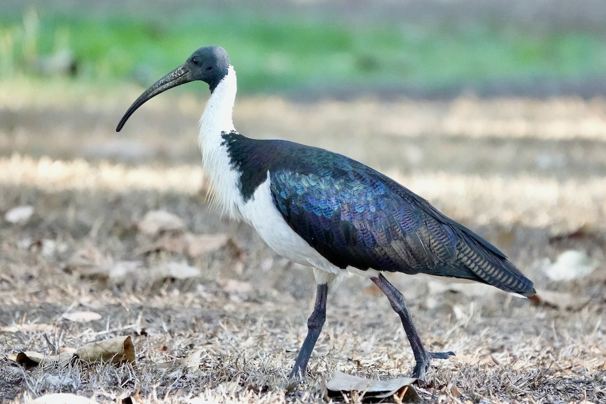 ibis slámokrký - ML609072229