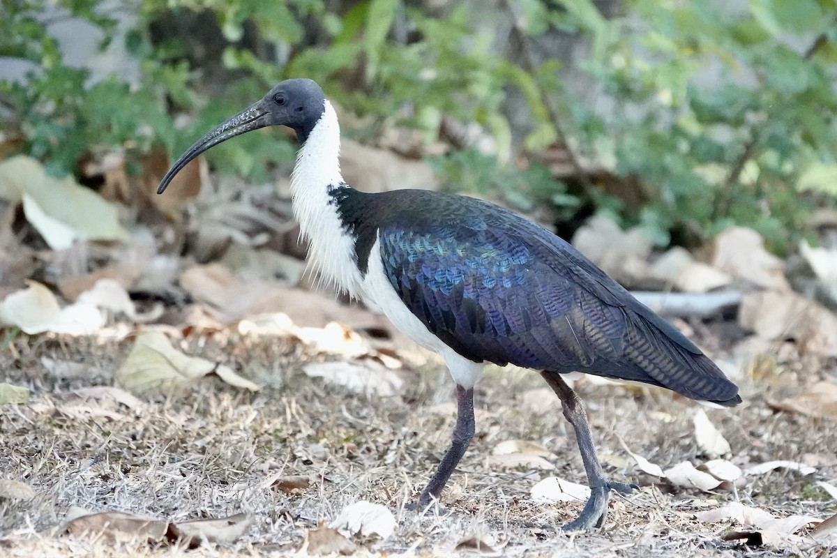 Straw-necked Ibis - ML609072234